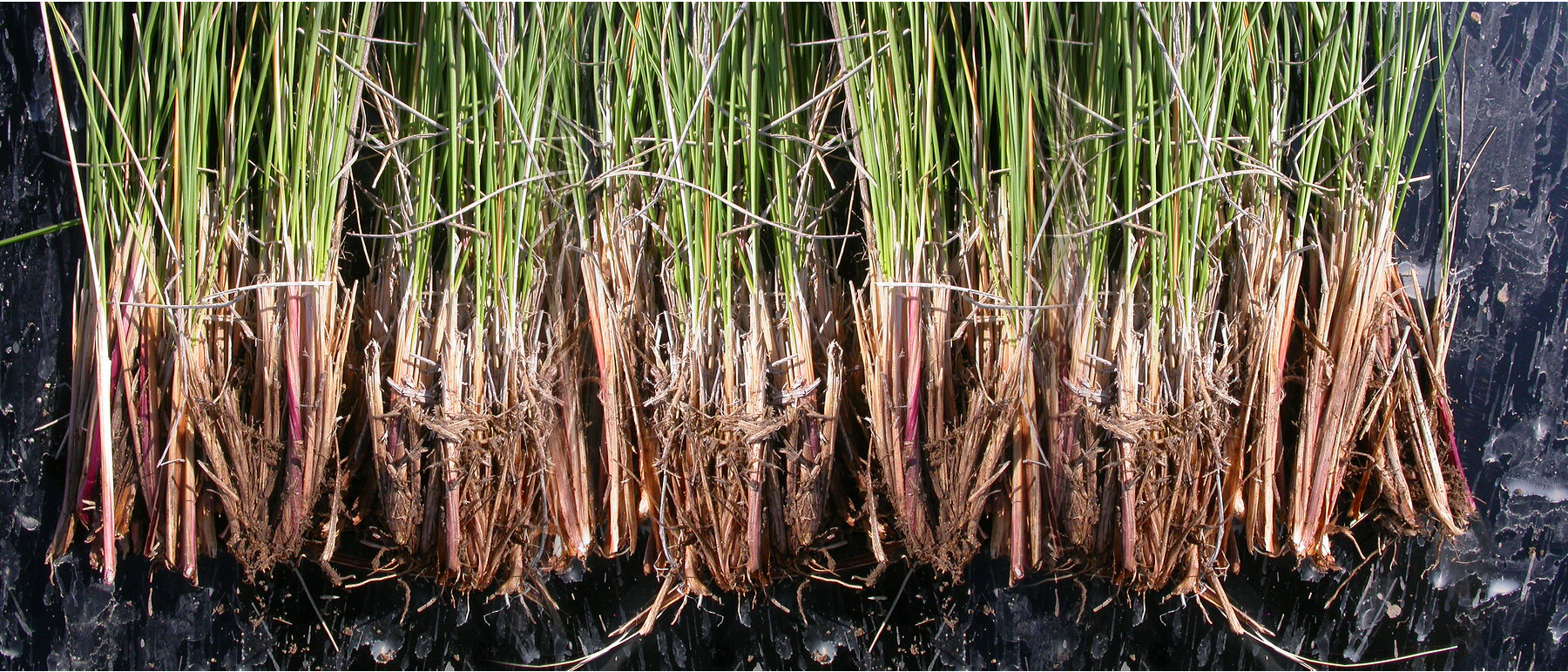 Vetiver Roots for Essential Oil by Adlermech Machinery