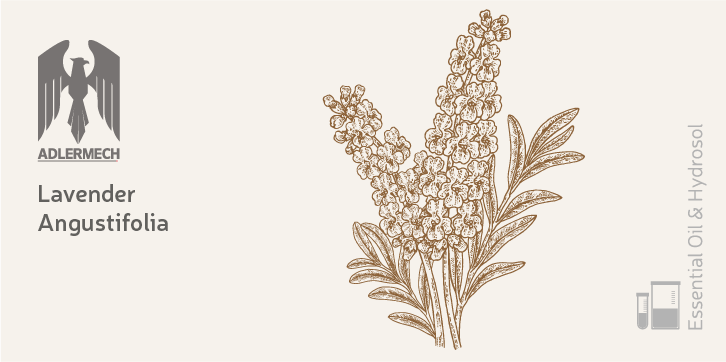 lavender angustifolia essential oil and hydrosol