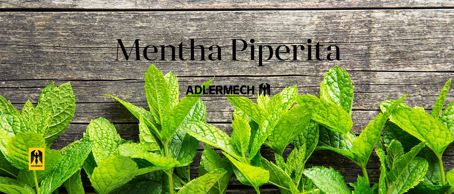 Yield of Dried Peppermint and Peppermint Oil per Hectare