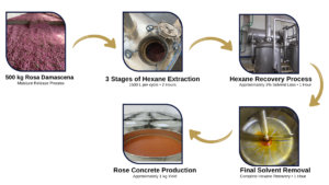 Rose Damescena Absolute Production