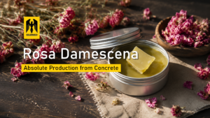 Rosa Damescena Concrete to Absolute Adlermech Production Proccess